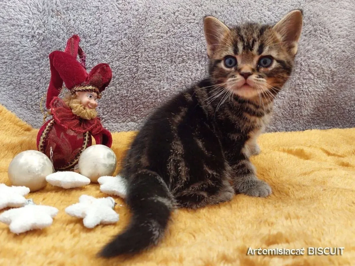 Американська короткошерста. Коти хлопчики і дівчата 10