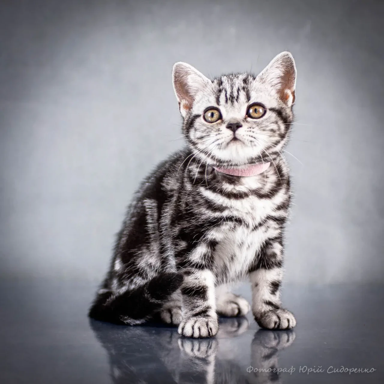 Американська короткошерста. Коти хлопчики і дівчата 4