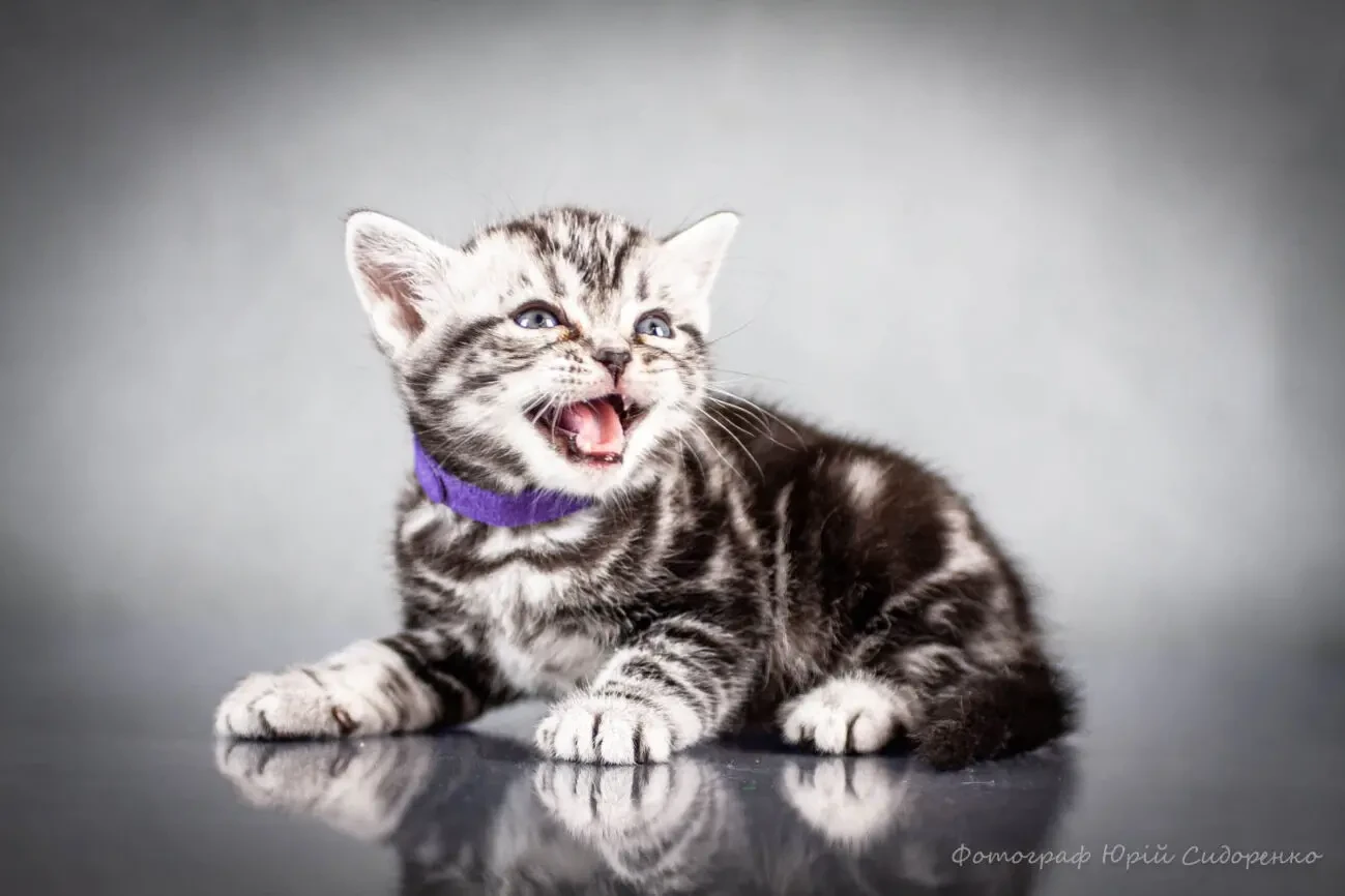 Американська короткошерста. Коти хлопчики і дівчата 6