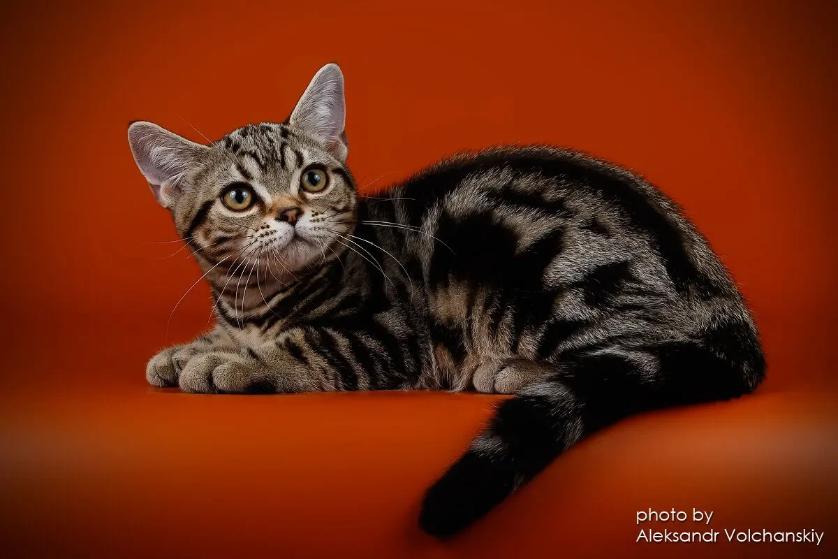 Американська короткошерста. Коти хлопчики і дівчата 8