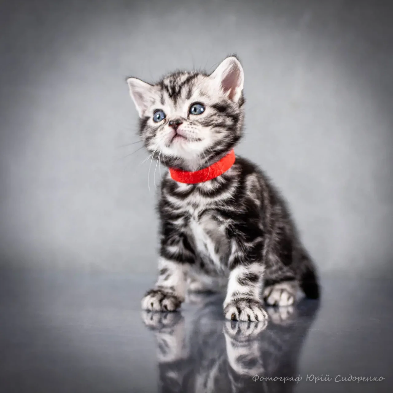 Американська короткошерста. Коти хлопчики і дівчата