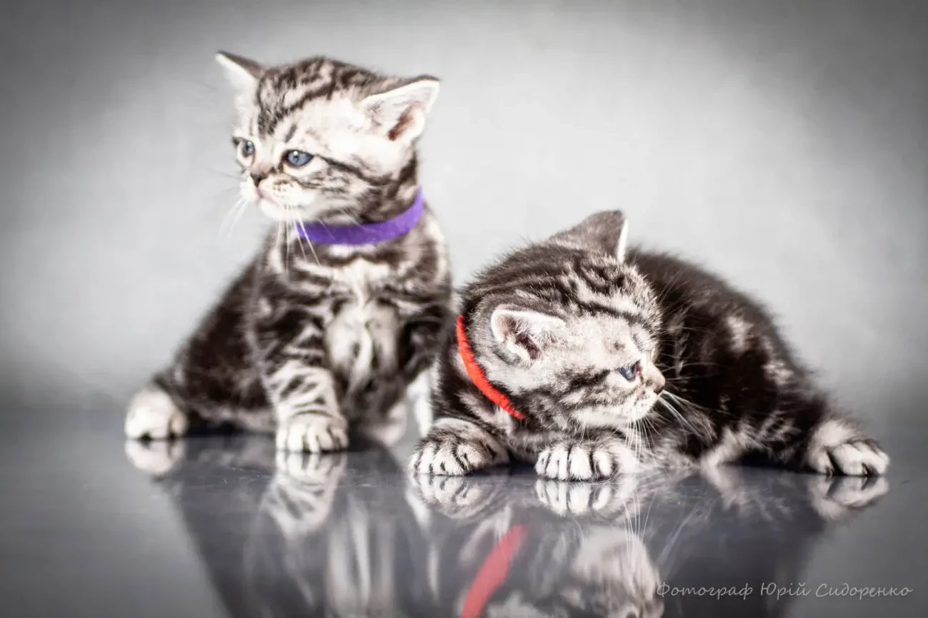 Американська короткошерста. Коти хлопчики і дівчата 9