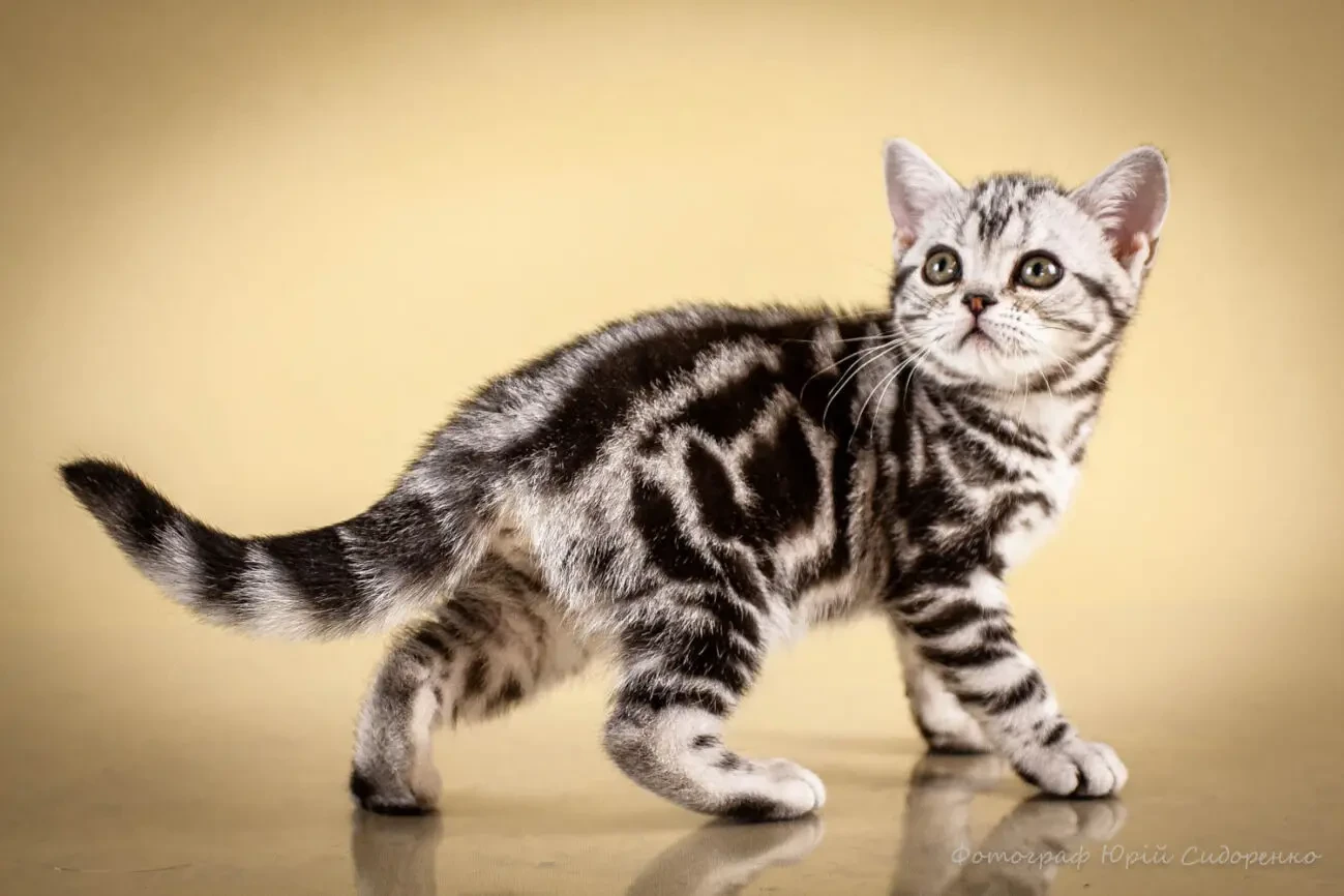 Американська короткошерста. Коти хлопчики і дівчата 3