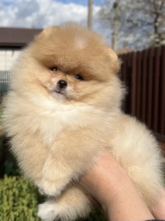 Продам породного померанського шпіца