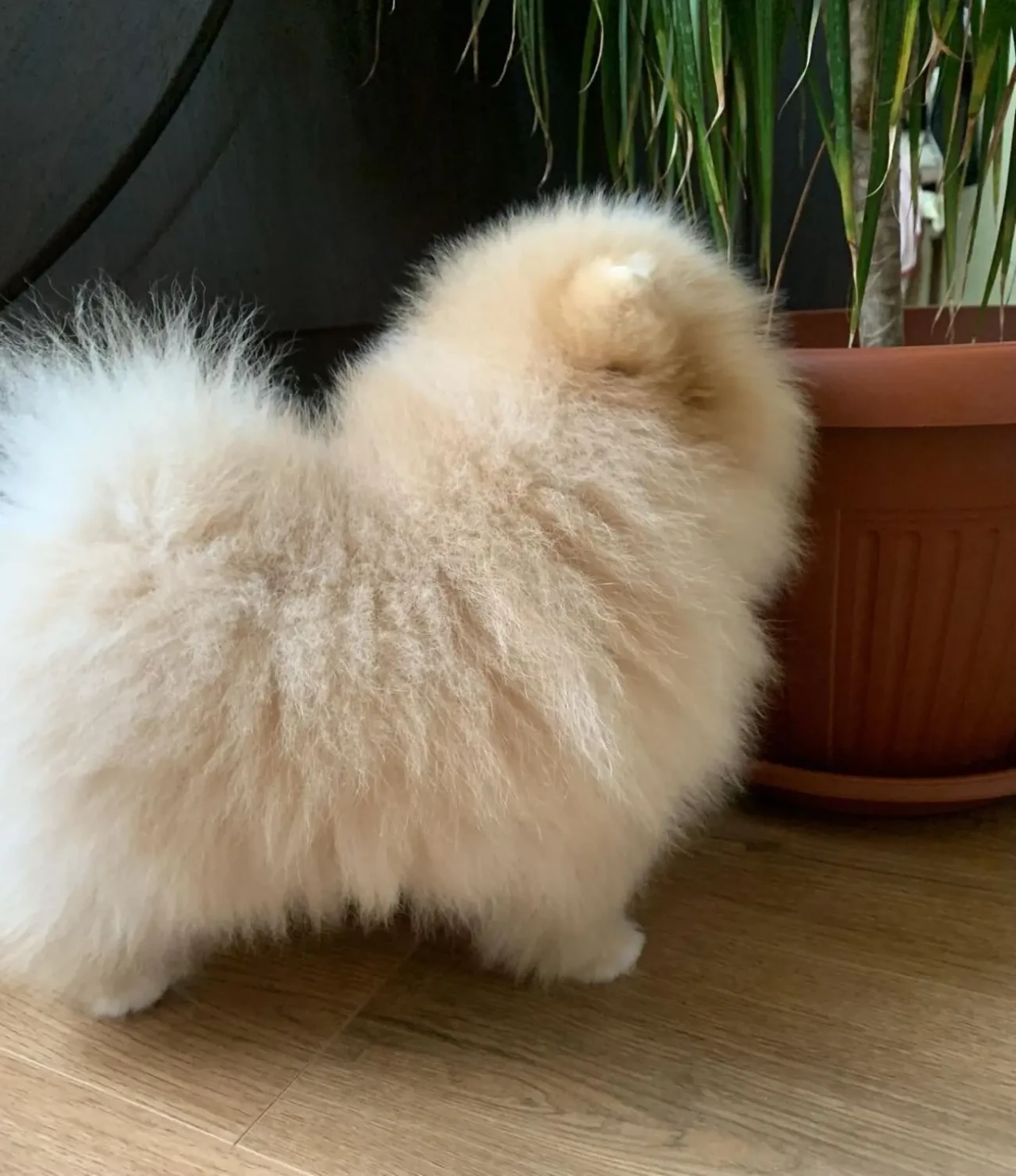 Продам породного померанського шпіца 2