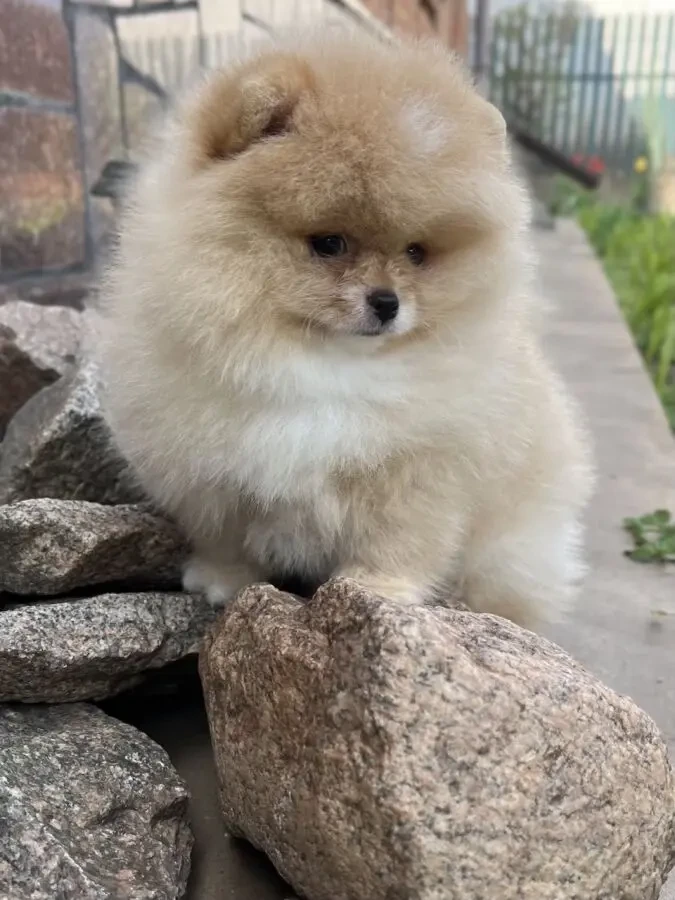 Продам породного померанського шпіца 3