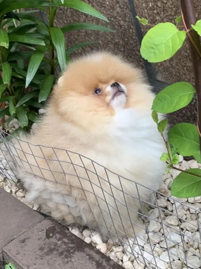 Продам породного померанського шпіца 4