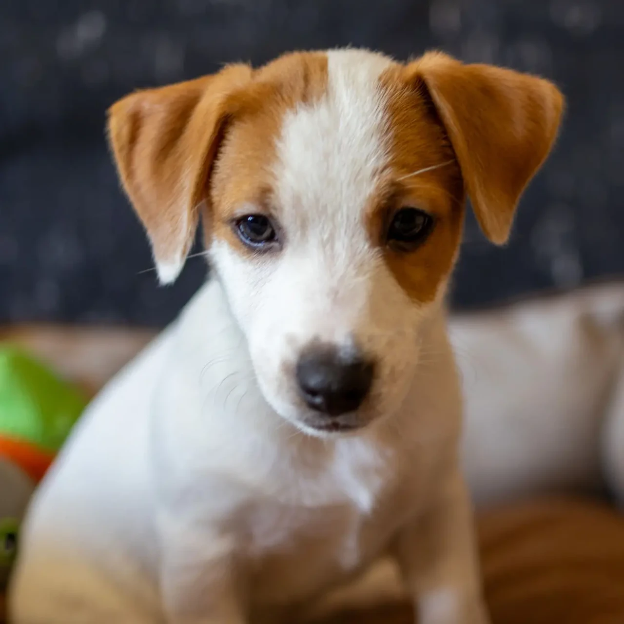 Хлопчик Джек Рассел терєра B1 Bullet. Офіційний розплідник КСУ/FCI 5