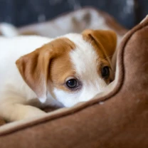 Хлопчик Джек Рассел терєра B1 Bullet. Офіційний розплідник КСУ/FCI