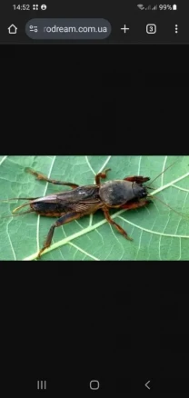 Сушена медведка-капустянка для лікування туберкульозу