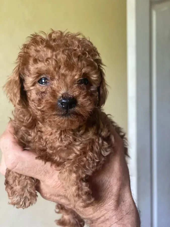 Пуделі. Дівчатка породи poodle toy 5