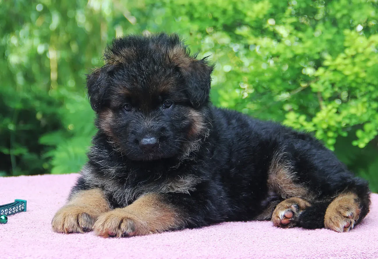 Довгошерстна німецька вівчарка, шикарні цуценята від розплідника КСУ 5