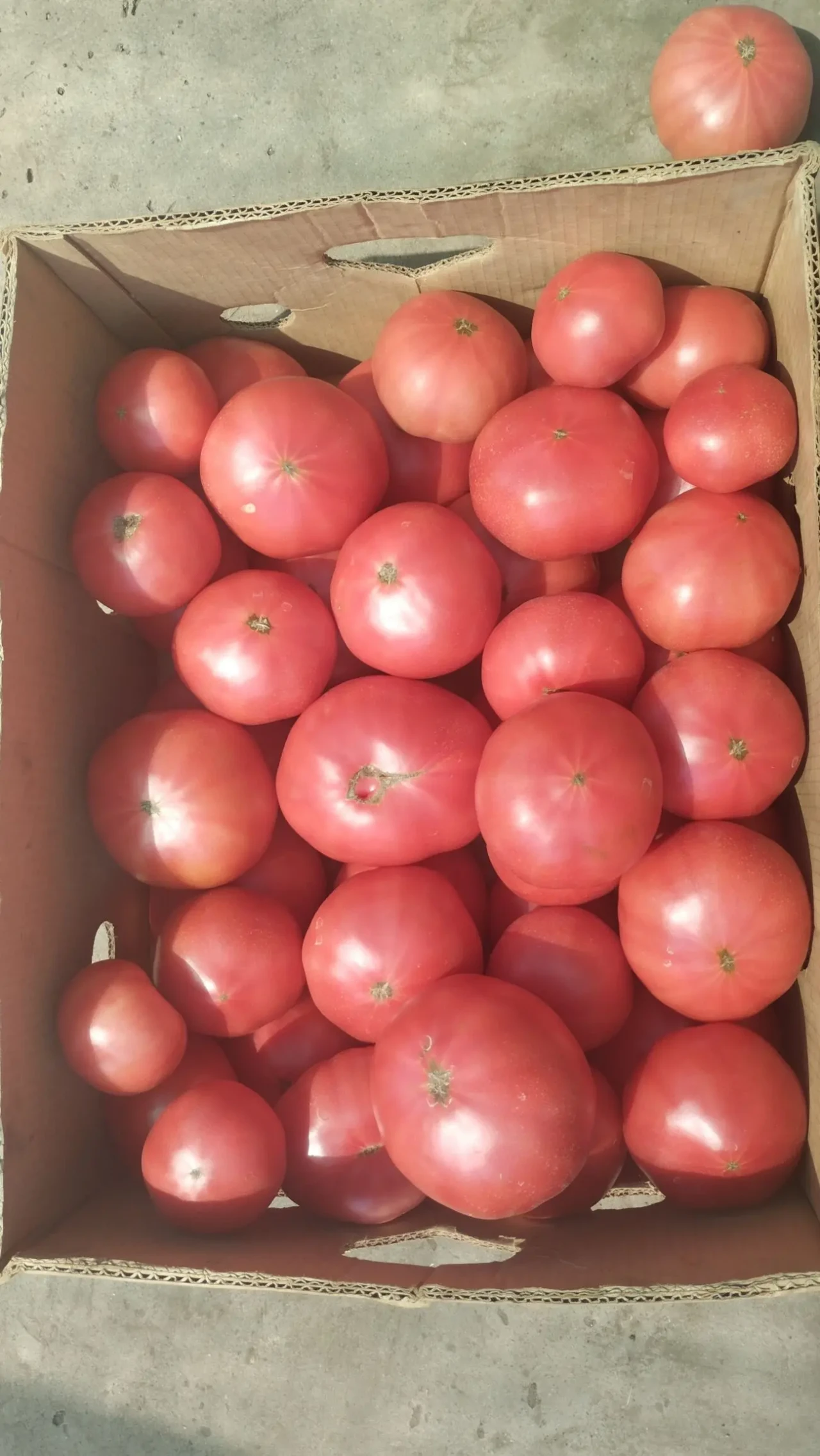 Помидор мануса, розовый