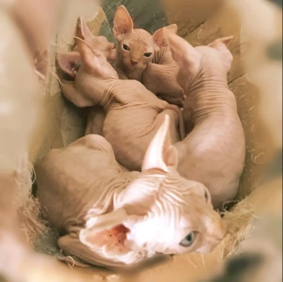 Продам кицинят Сфінкс