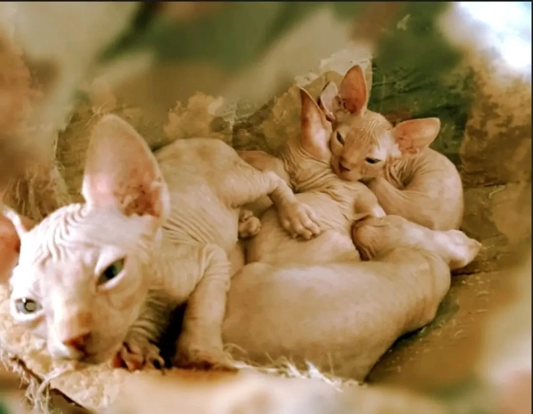 Продам кицинят Сфінкс 4