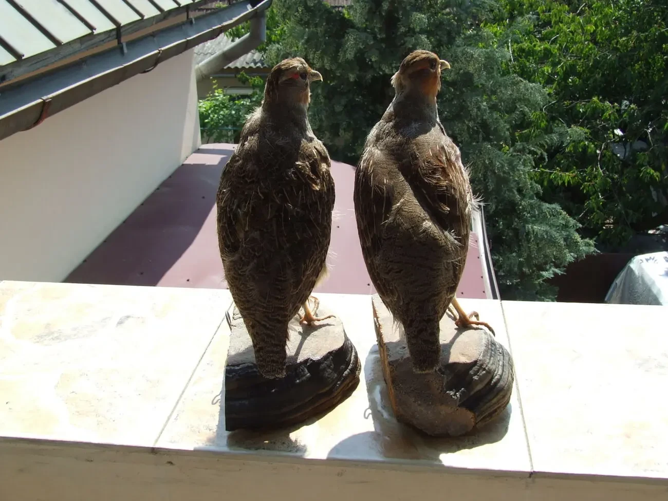 Чучело Фазана или куропатки пара раз. 30 х 18х 12 см. Ужгород. 3