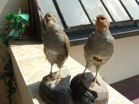 Чучело Фазана или куропатки пара раз. 30 х 18х 12 см. Ужгород.