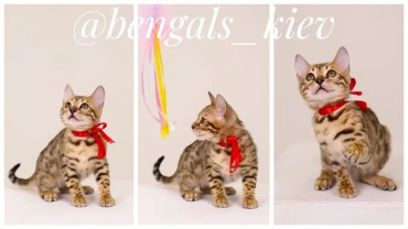 Кішка бенгальська,Кошка бенгальская