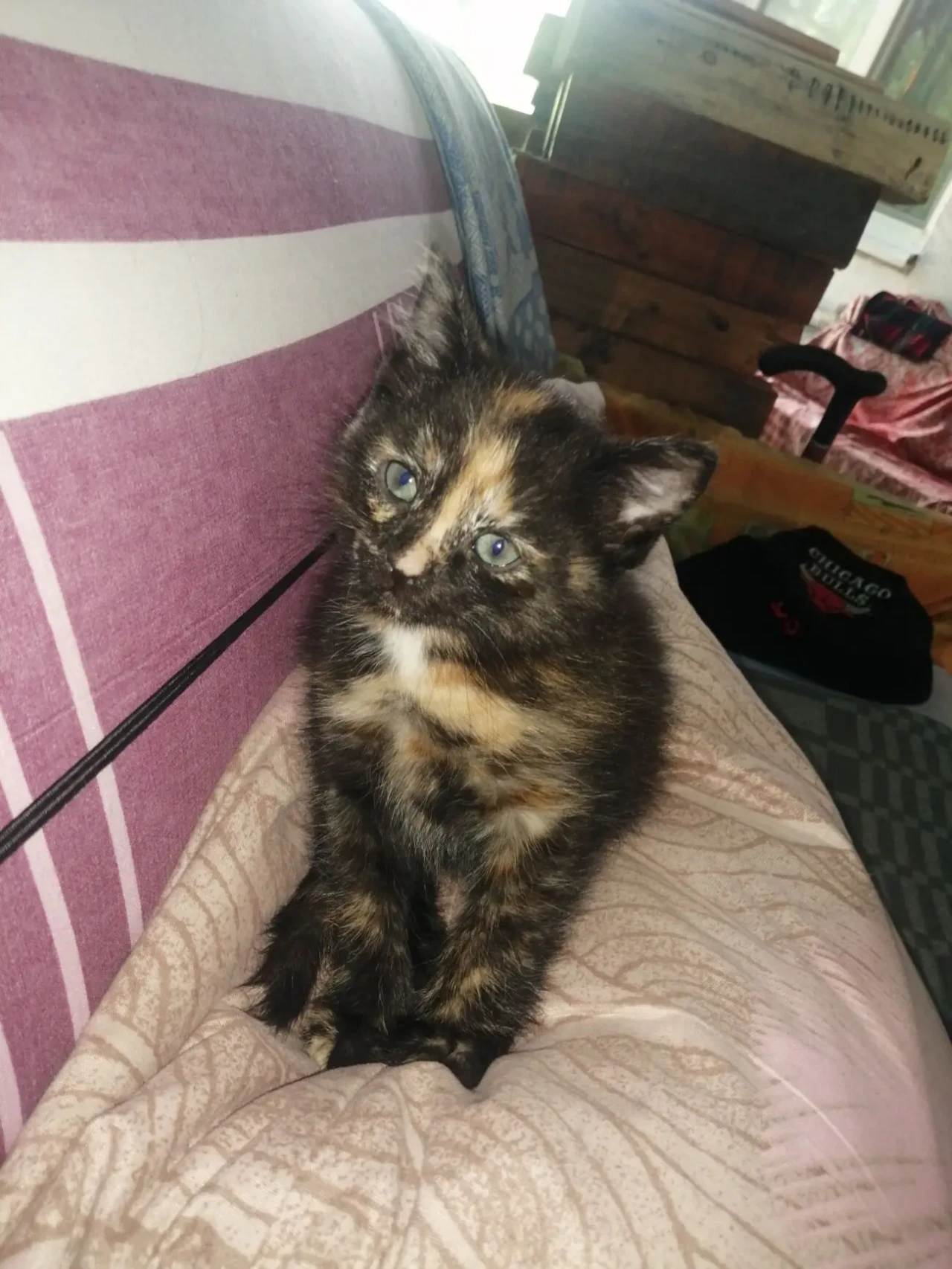 Котенок бесплатно