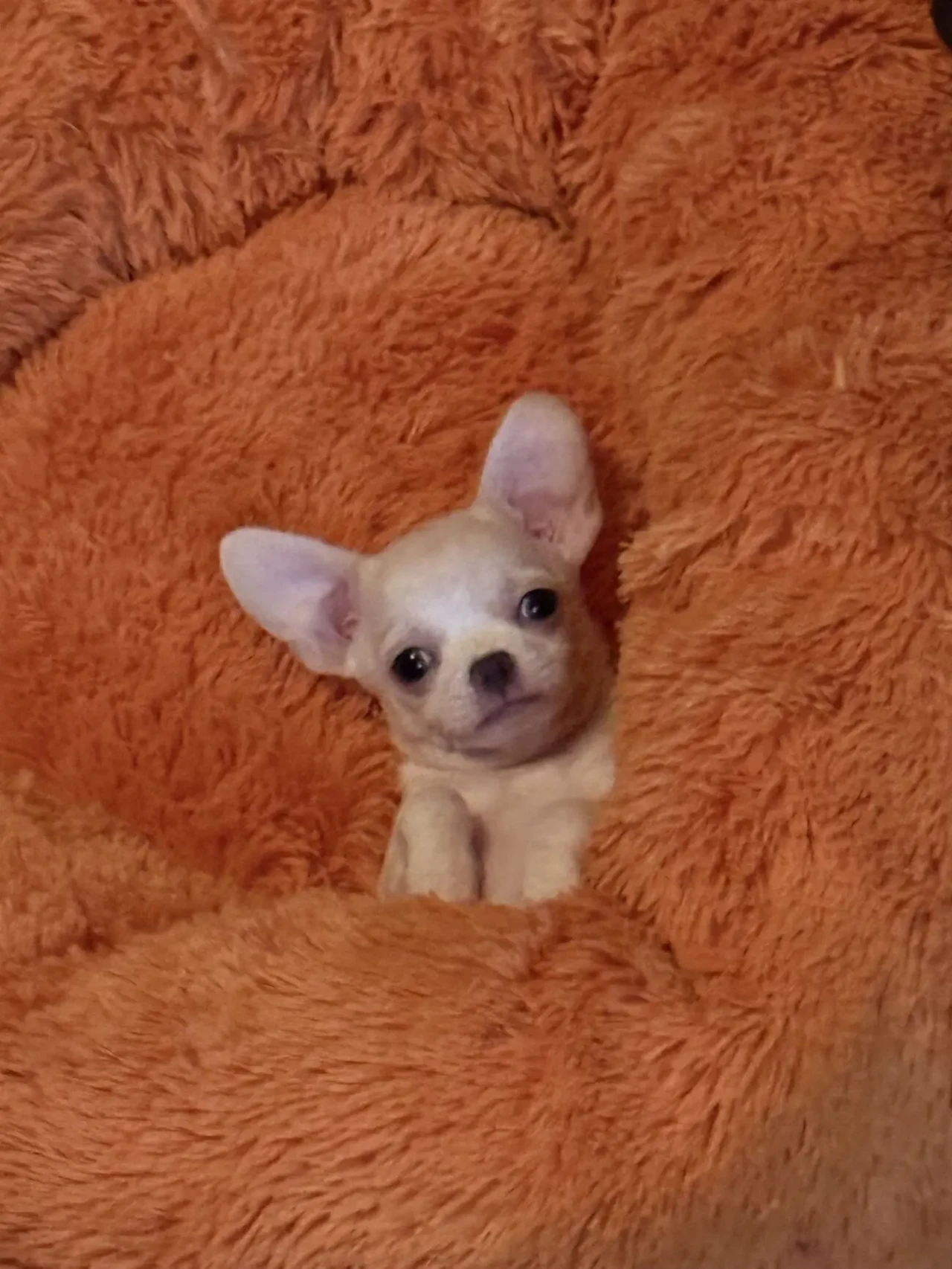 Чихуахуа дівчинка 2