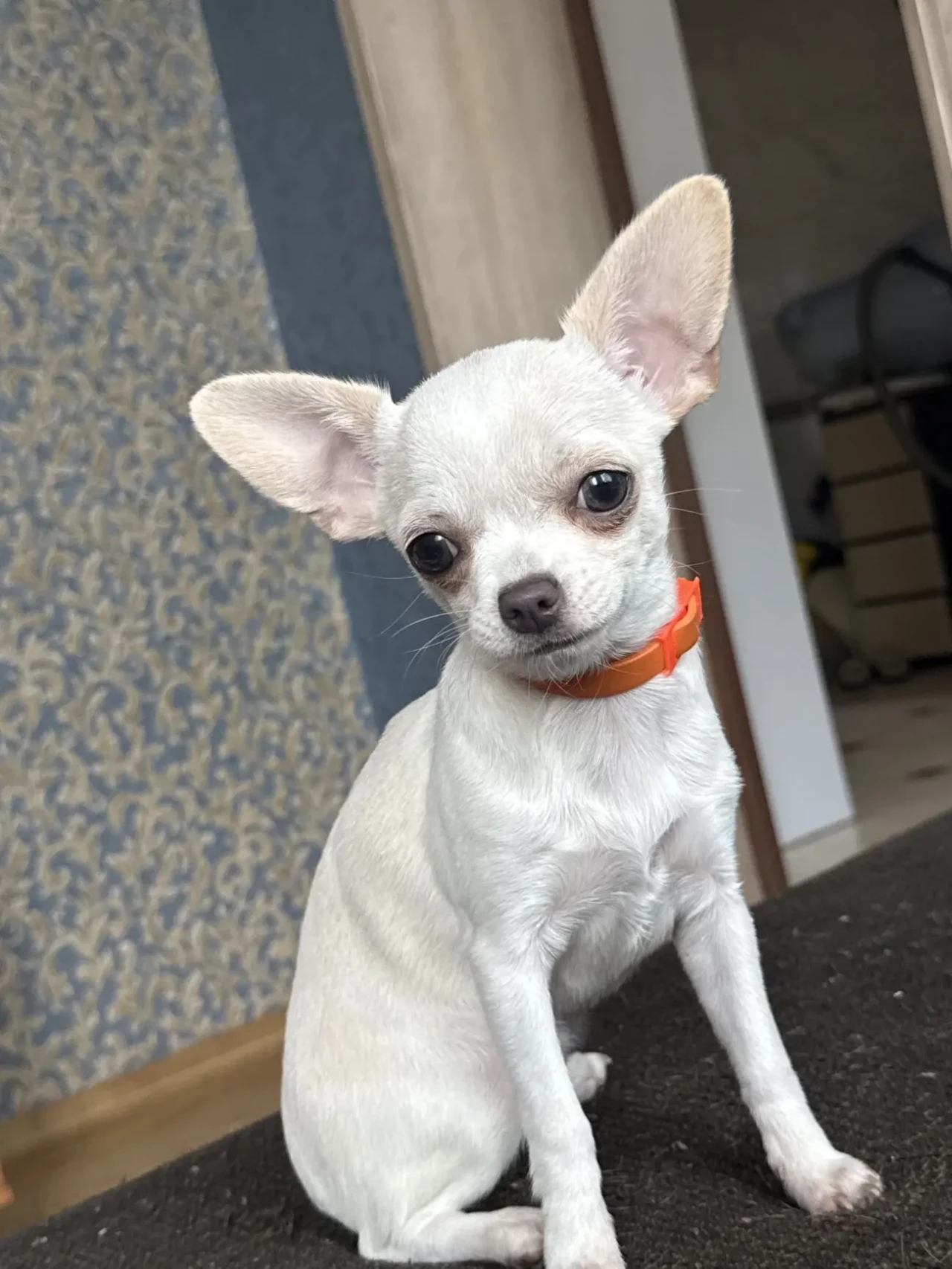 Чихуахуа дівчинка