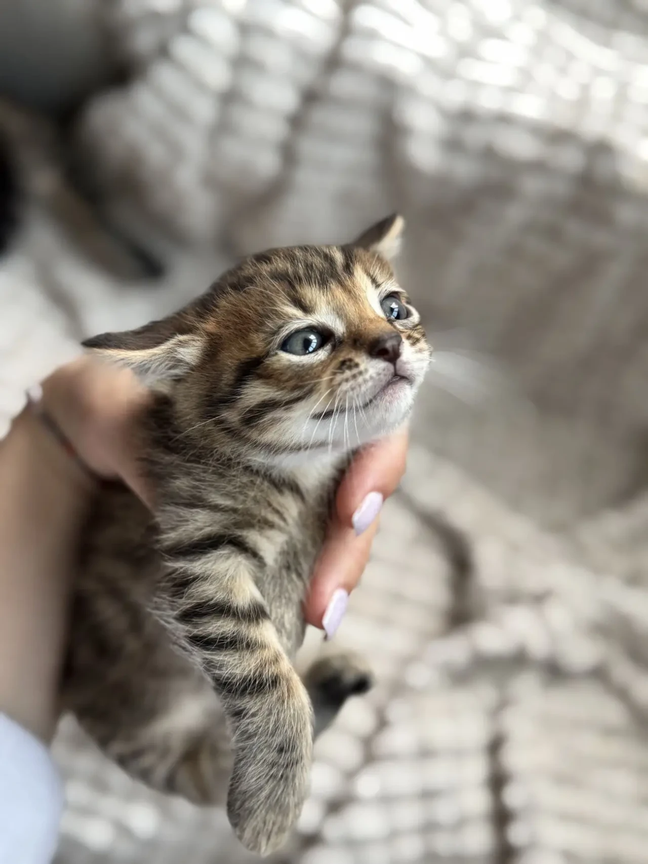 Кошенята в хороші руки, Ірпінь 4