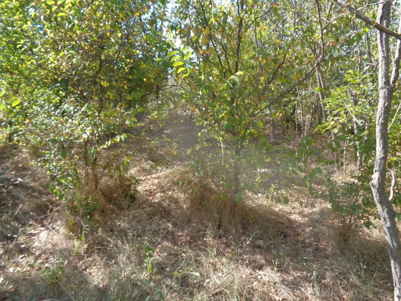 Садовый дачный земельный участок дача земля огород сад 9