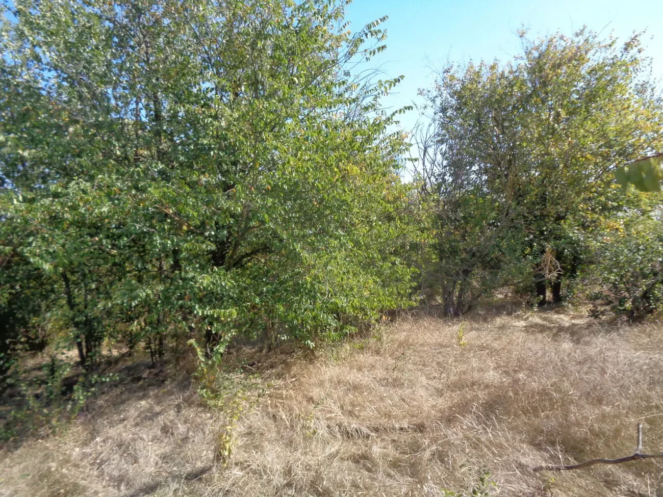 Садовый дачный земельный участок дача земля огород сад 6