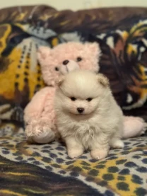 Продам щенков померанского шпица