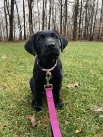 Шикарні лабрадори