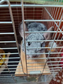 Продаю шиншилу дівчинку