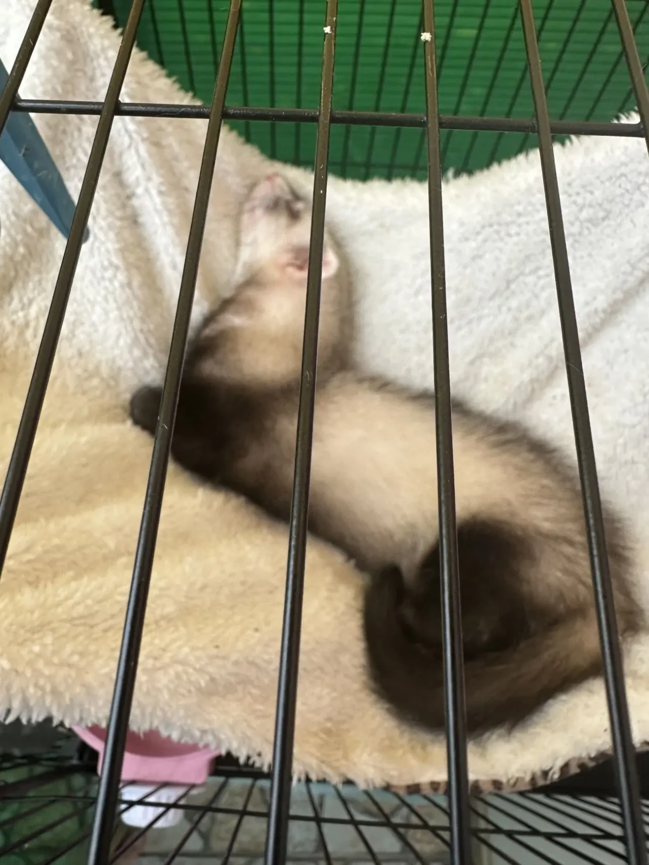 Продам тхорів , харьків, фретка 3