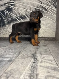 Цуценята добермана