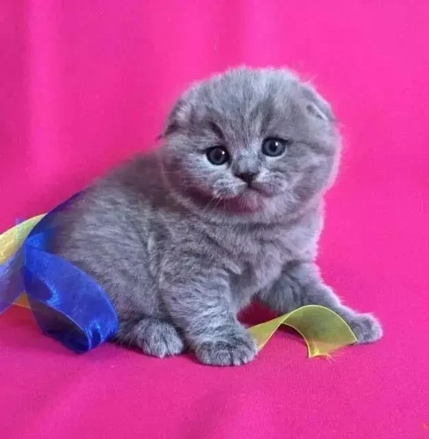 Одесса клубные шотландские котята плюшевые вислоушка