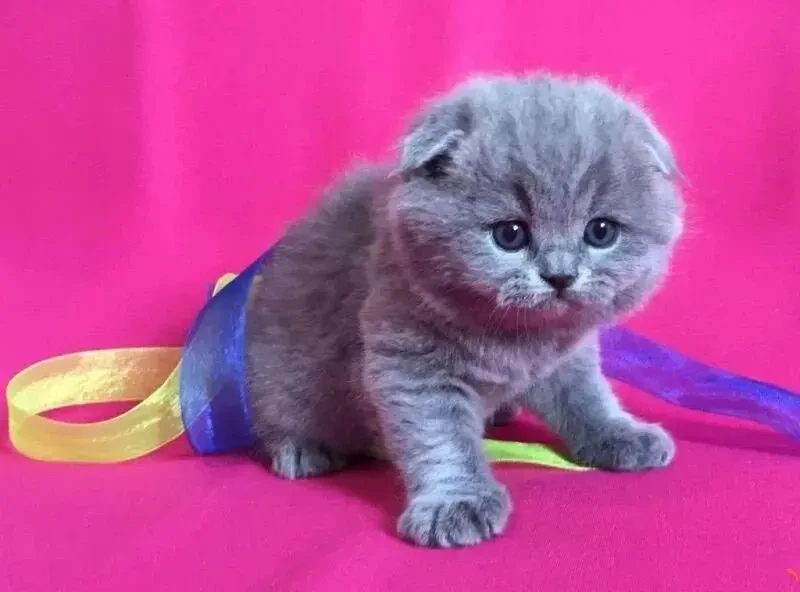 Одесса клубные шотландские котята плюшевые вислоушка 3