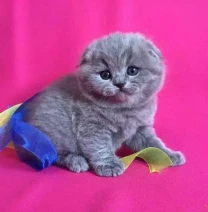 Одесса клубные шотландские котята плюшевые вислоушка