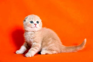 Одесса клубные шотландские котята плюшевые вислоушка