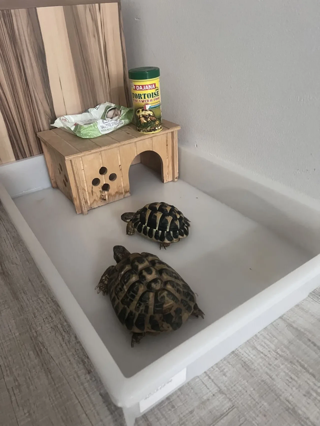 Черепаха балканська сухопутна 3