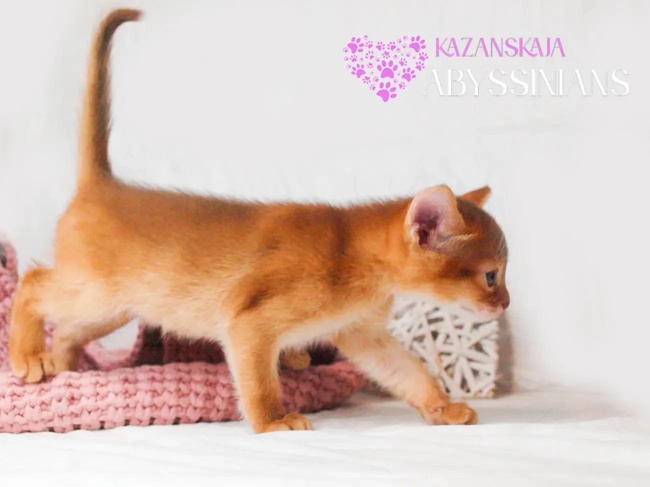 Абиссинская кошка котёнок 7