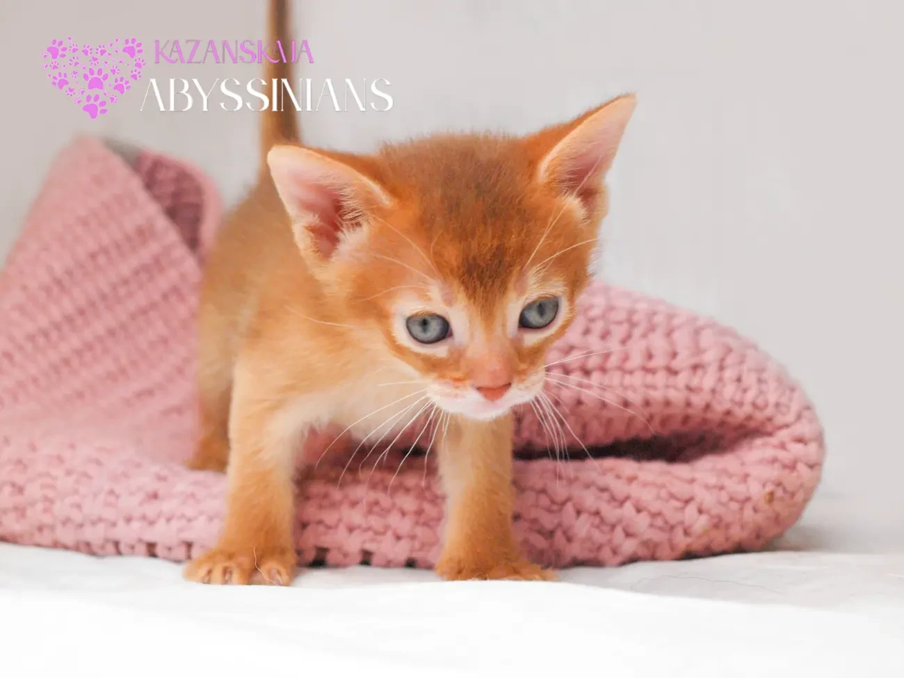 Абиссинская кошка котёнок 4