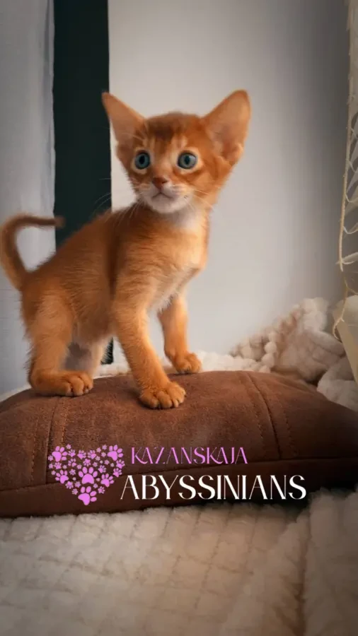 Абиссинская кошка котёнок 10