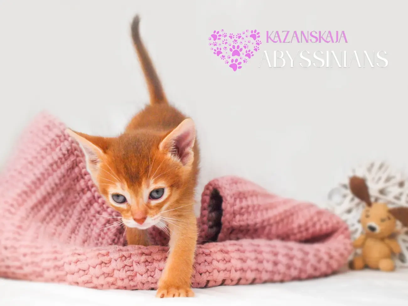 Абиссинская кошка котёнок 8