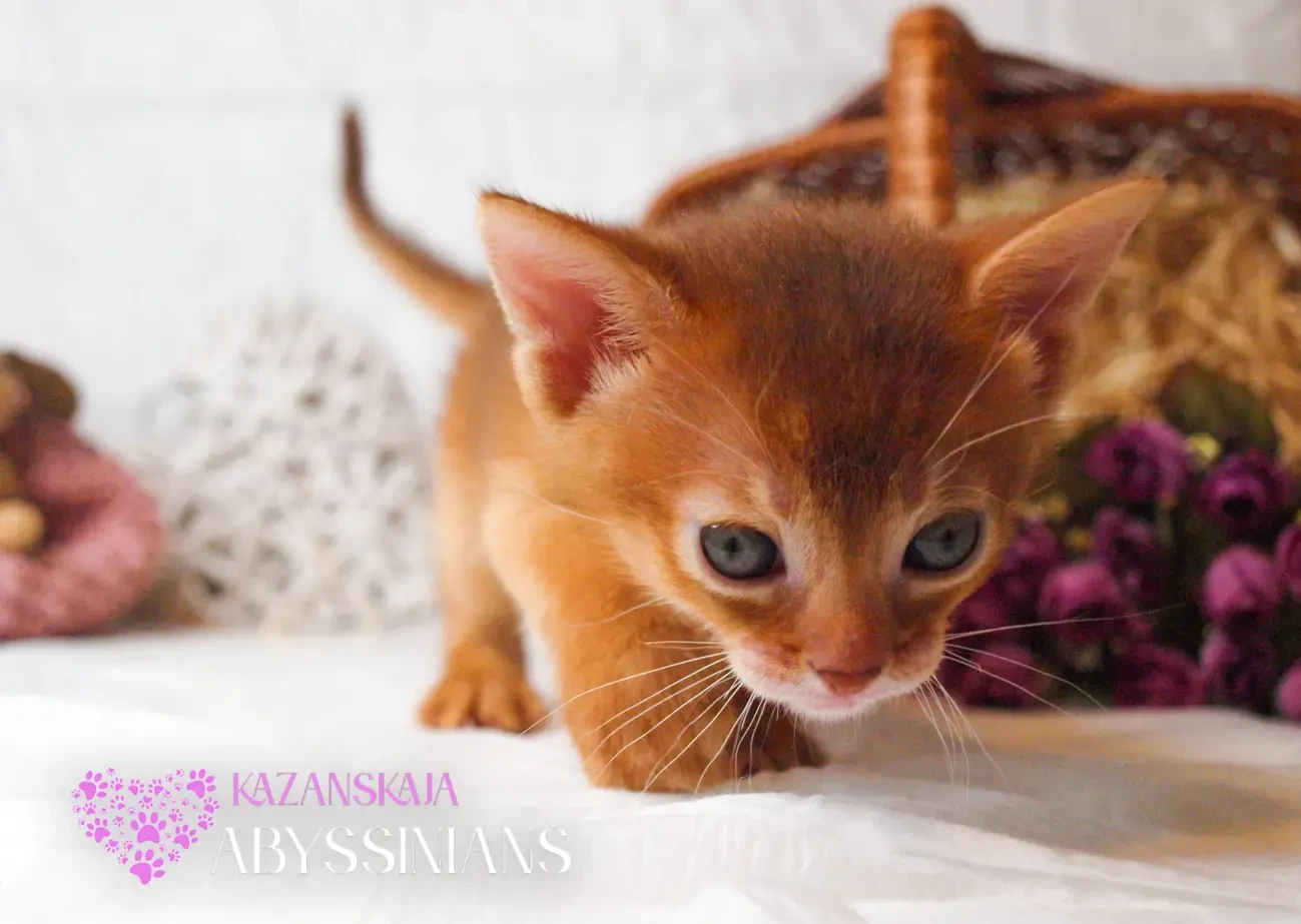 Абиссинская кошка котёнок 6