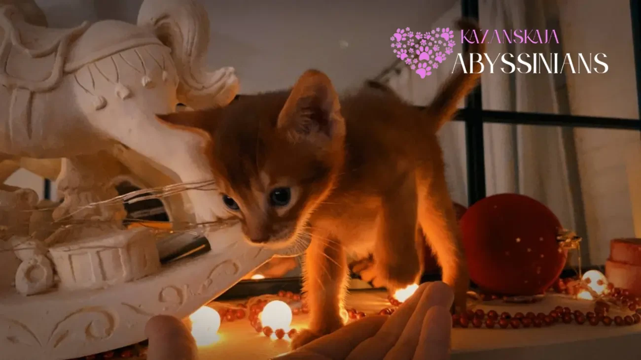 Абиссинская кошка котёнок 9