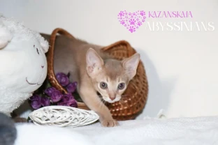 Абиссинская кошка котёнок