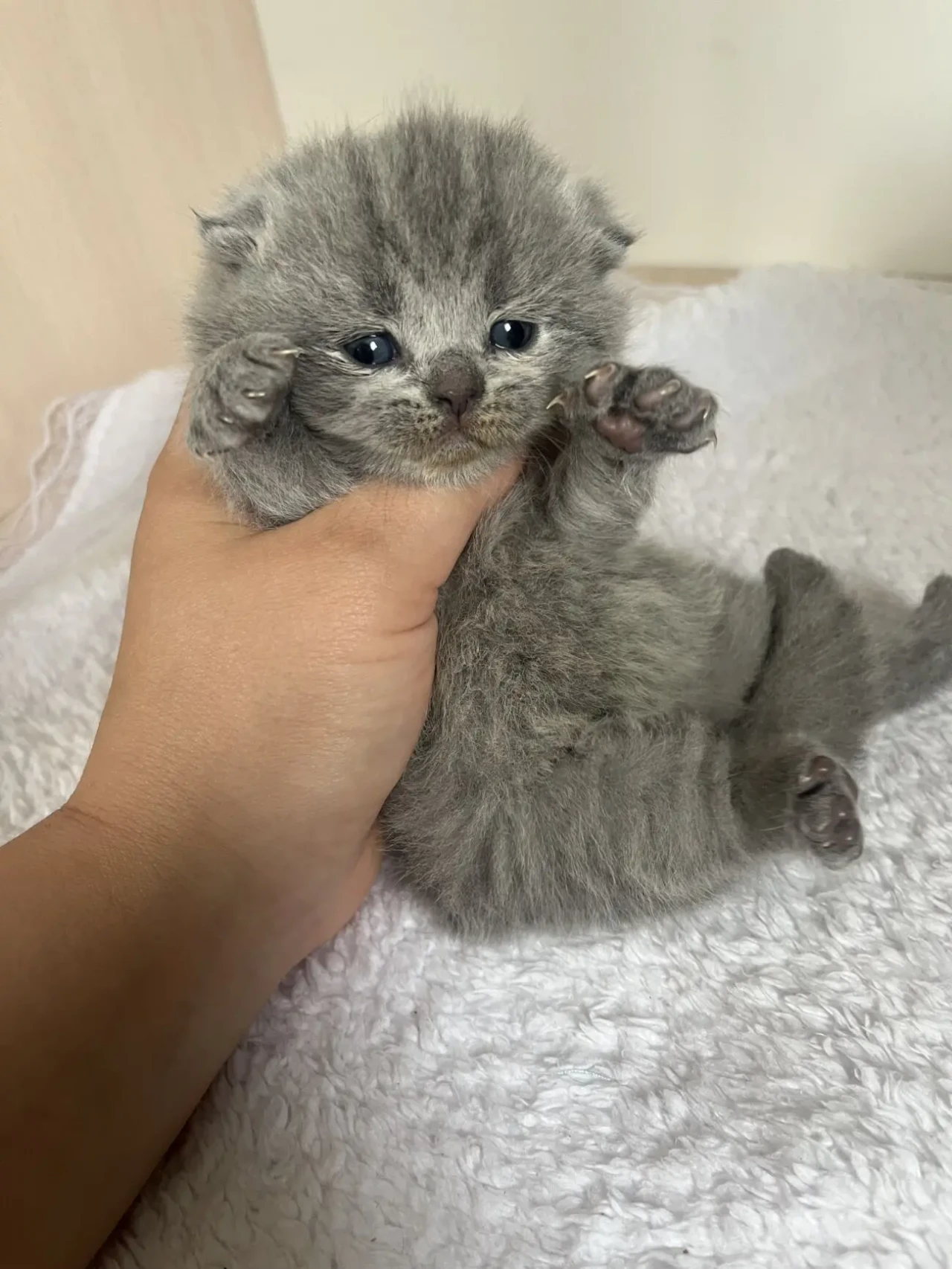 Британські кошенята 4