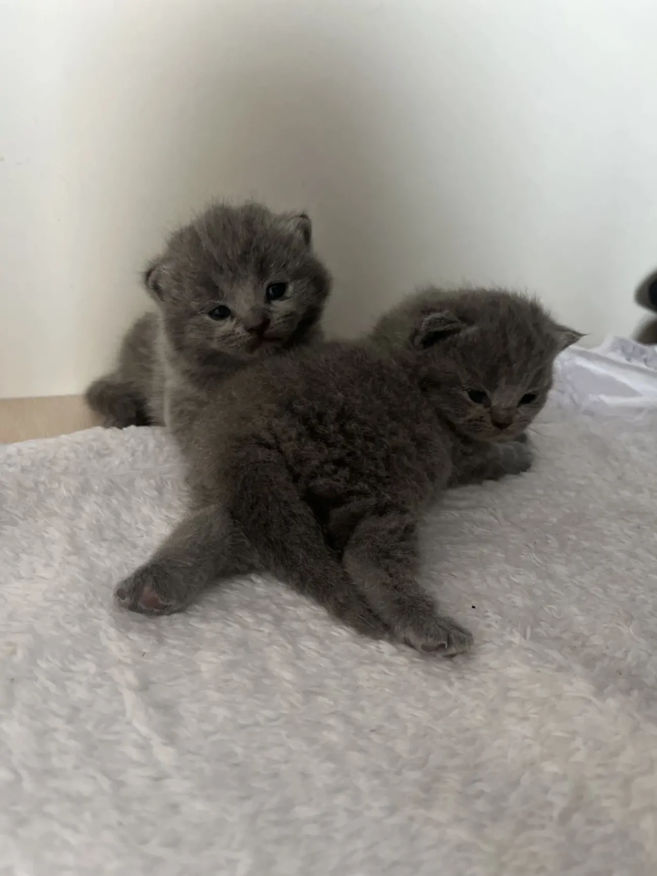 Британські кошенята 6