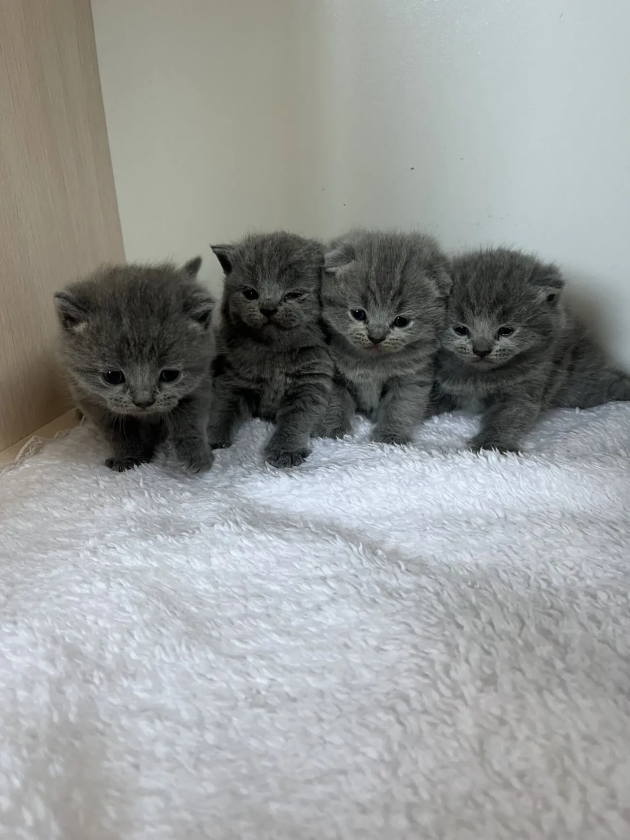 Британські кошенята