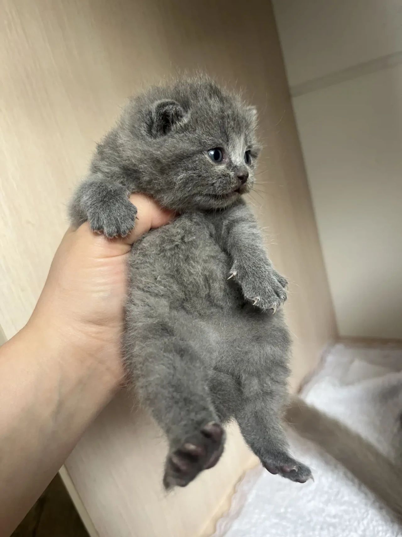 Британські кошенята 5