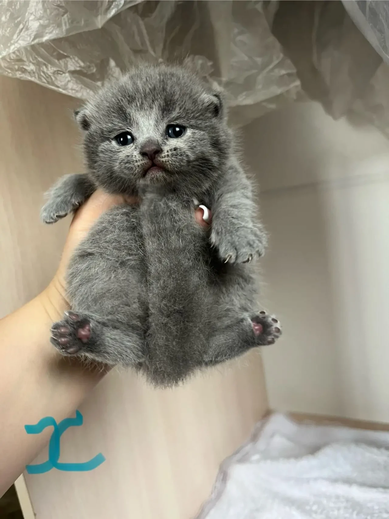 Британські кошенята 3